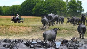 Kapolnaspusztai Bivalyrezervatum Balaton Felvideki Nemzeti Park CsodalatosBalaton