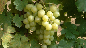 bor-csemegeszolo-fesztival-vonyarcvashegy-csodalatosbalaton.hu