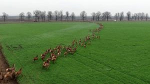 Szarvas Vonulas Dronvideo Baranya CsodalatosMagyarorszag Deer Dronevideo