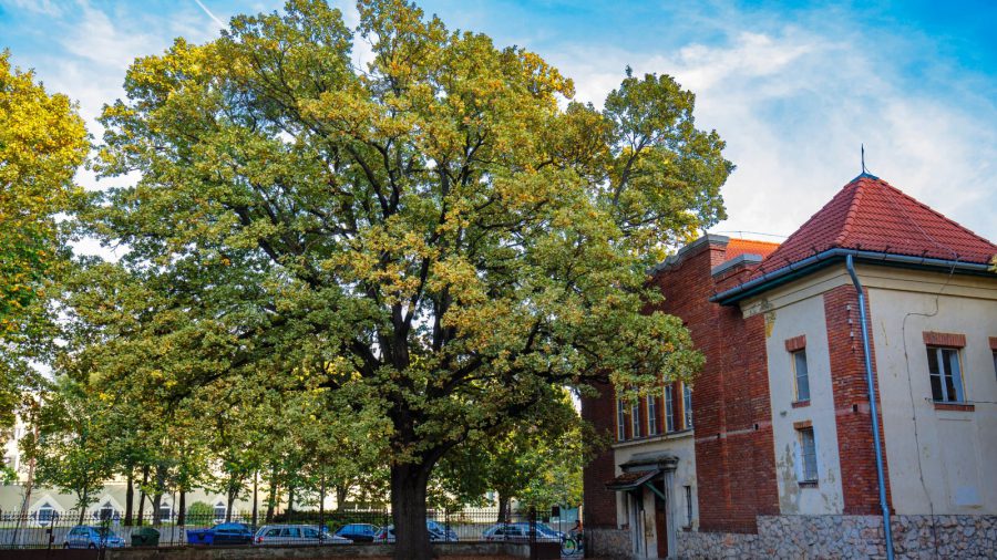 A kaposvári Szabadságfa lett az év fája 2019-ben
