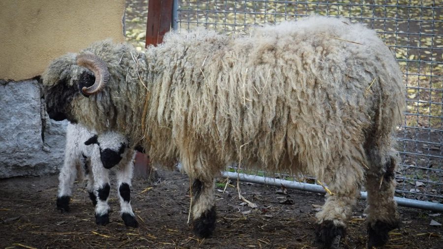Wallisi feketeorrú bárány született a debreceni állatkertben
