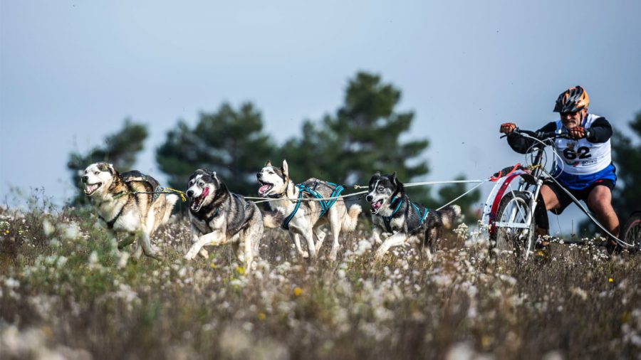 17 ország legjobbjai versengenek a kutyafogathajtó Európa-bajnokságon Magyarpolányban