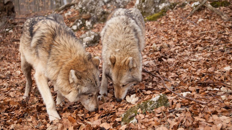 Vadkamerás videót közölt a 8 fős farkasfalkáról a Bükki Nemzeti Park