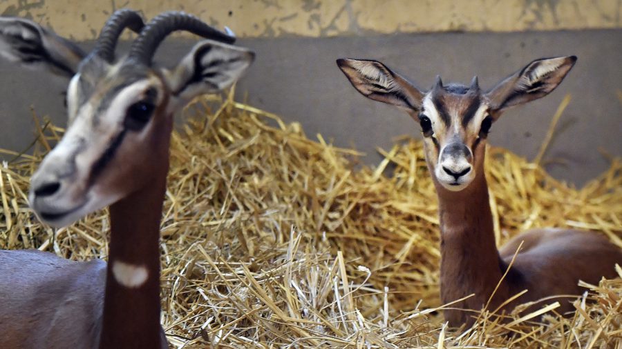 A vadonban már kihalt mhorr gazellák születtek a budapesti állatkertben