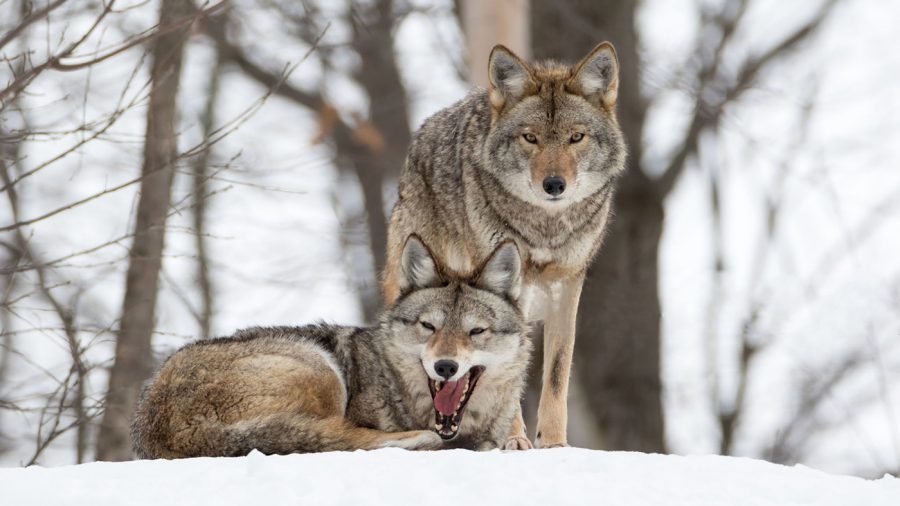 Több mint 15 farkas nyomát találták meg a Bükki Nemzeti Park dolgozói