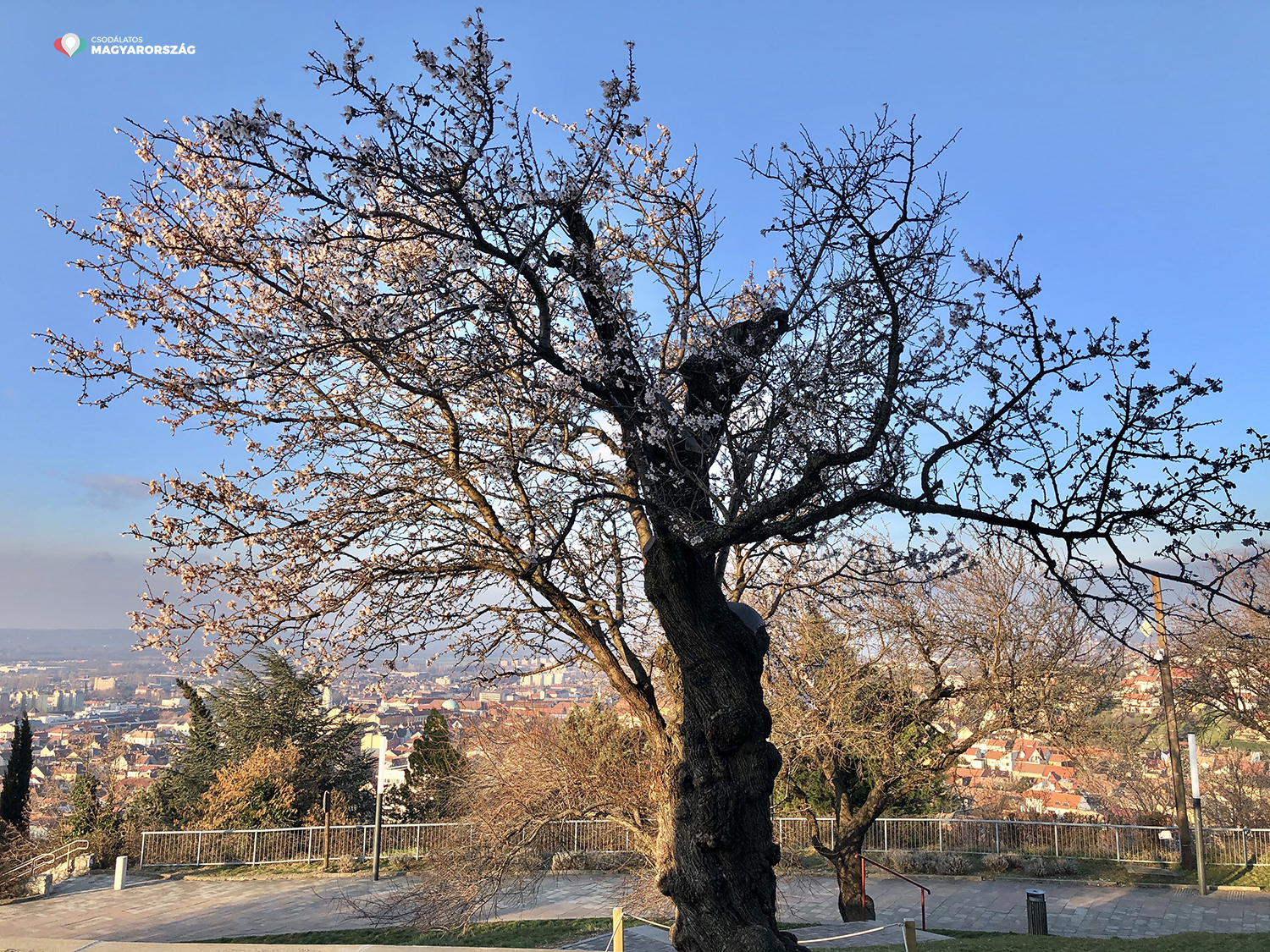 Der schönste europäische Mandelbaum blüht in Pécs 
