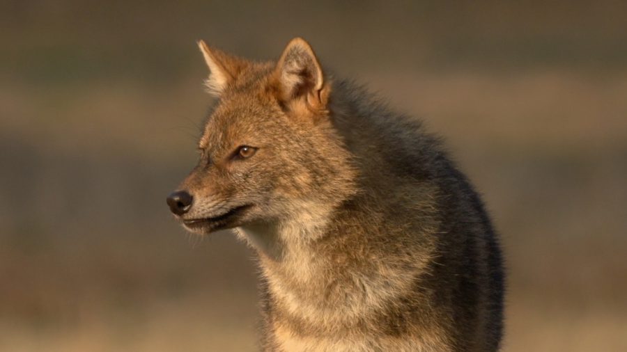 Ingyenesen nézhető a legszebb három díjnyertes magyar természetfilm