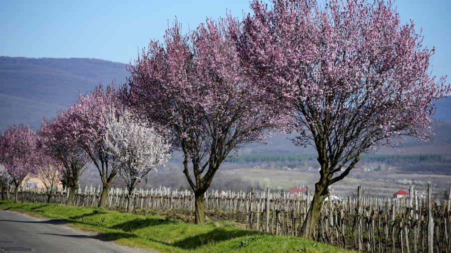 Ez talán Magyarország legszebb útszakasza tavasszal
