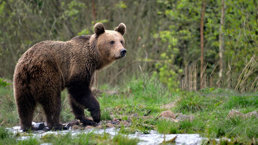 Barna medve van a Bükkben, Szilvásvárad határában járt