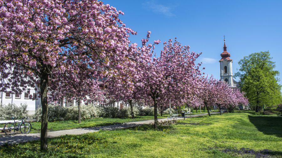Káprázatos látvány a japán cseresznyevirágzás Sárospatakon