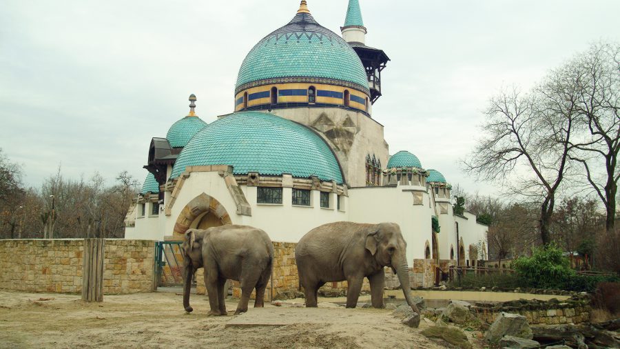 Szerdától újra látogatható a Budapesti Állatkert