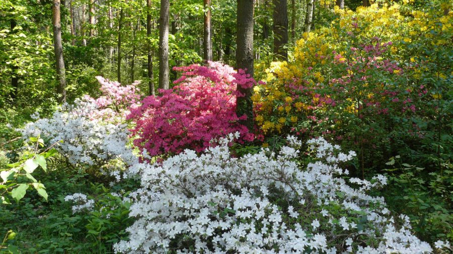 Jeli Arborétum