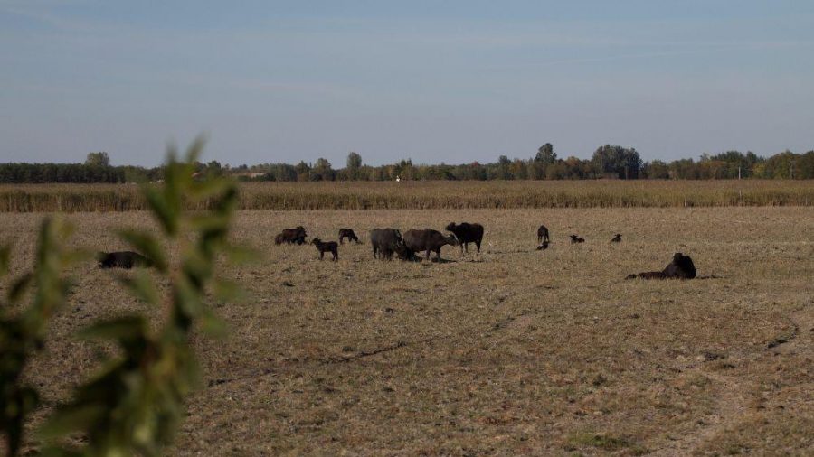 Nagyszéksósi bivalyrezervátum