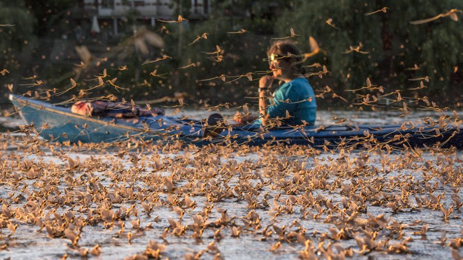Virágzik a Tisza, milliónyi kérész röpköd a Tisza-tó térségében
