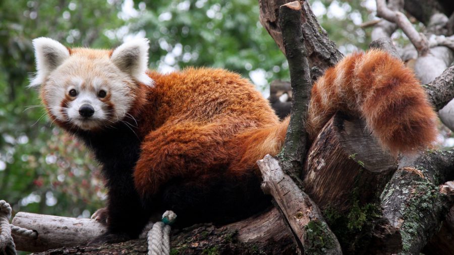 Vörös panda kifutóra gyűjt a Pécsi Állatkert