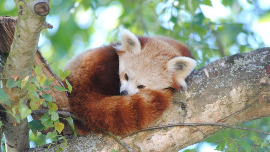 Magyarországon először láthatók fotón a Pécsi Állatkertbe érkező vörös pandák