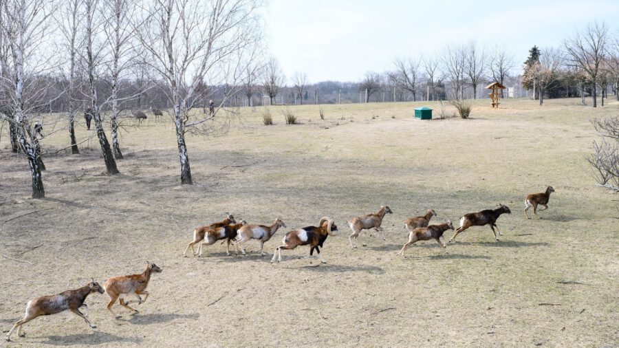Újra látogatható a Pákozd-Sukorói Arborétum és Vadaspark
