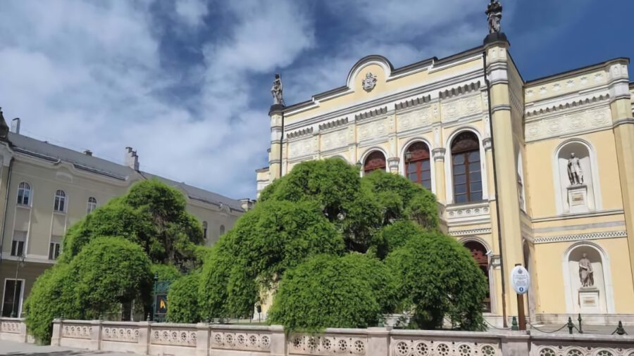 A Csokonai Színház csüngő japánakácai nyerték el az Év fája 2021 díjat