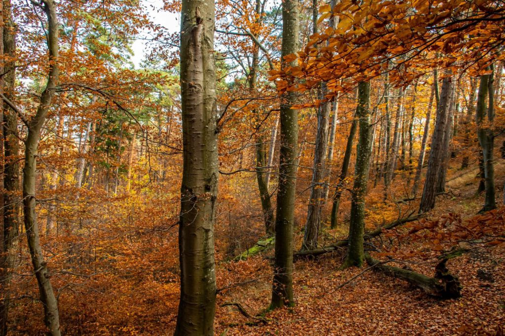 Kalapos-kövek, ahova az ősz terítette vörös szőnyeg vezet