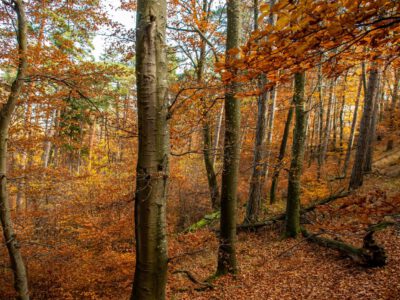 Kalapos-kövek, ahova az ősz terítette vörös szőnyeg vezet
