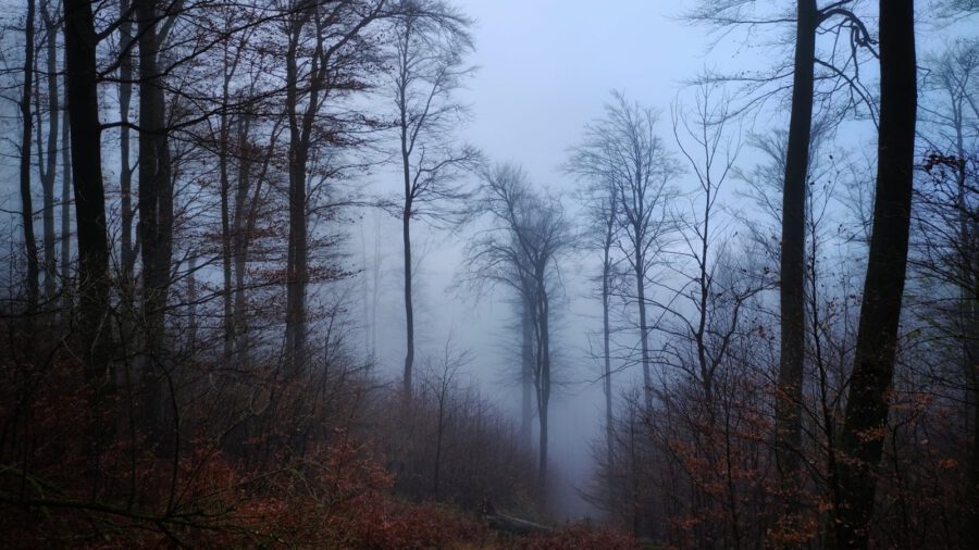 A Thirring-körút egy ködös novemberi reggel sejtelmes képein