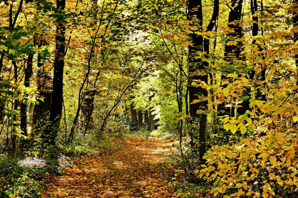 Zirci Ciszterci Arborétum, ahova pompás színeket varázsolt az ősz