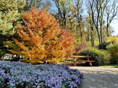 Zirci Ciszterci Arborétum, ahova pompás színeket varázsolt az ősz