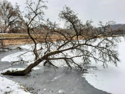 Jól áll a tél és a hó a Malomvölgyi Parkerdőnek