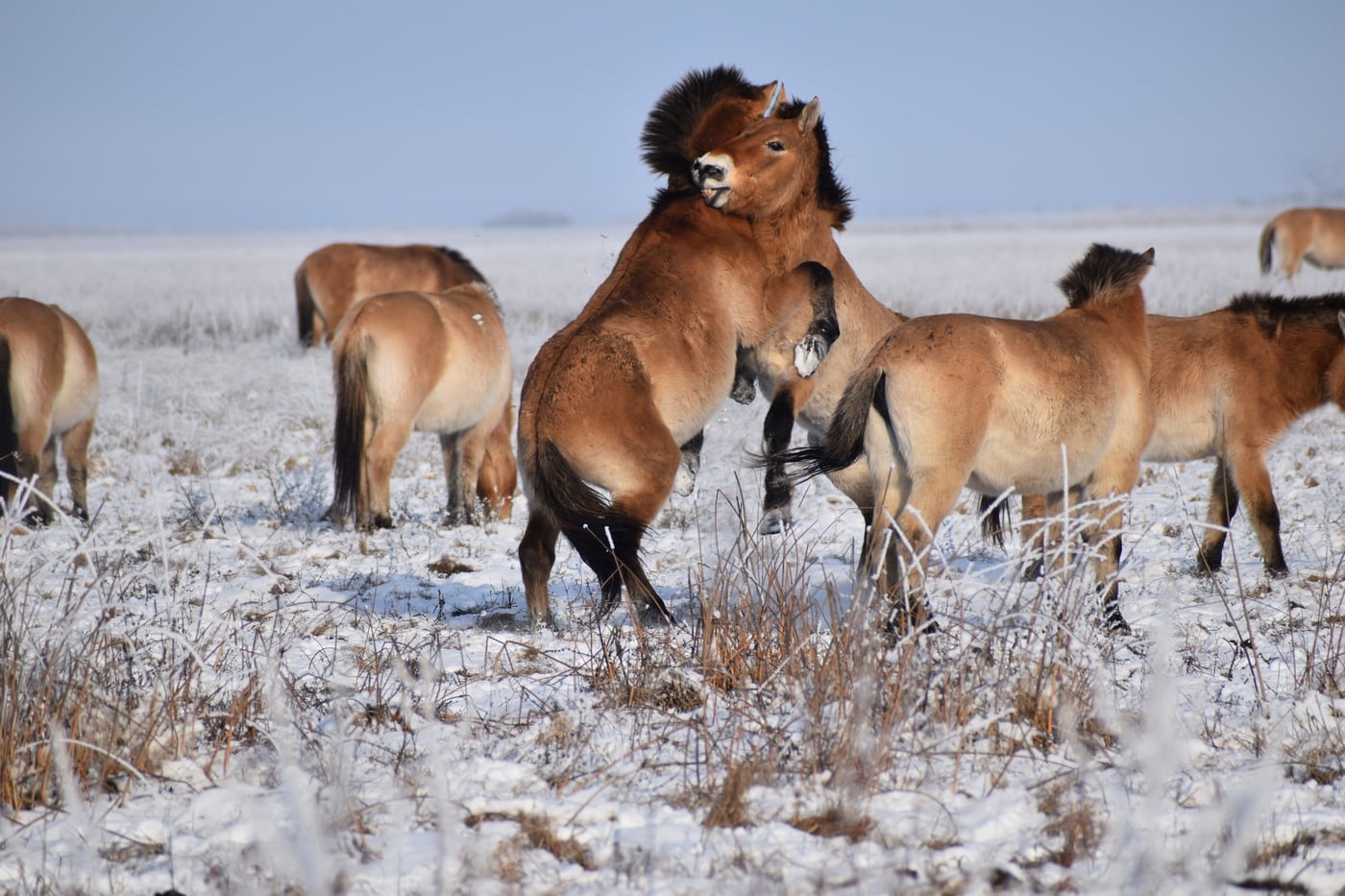 Lenyűgöző fotósorozat mutatja be a pentezugi vadlórezervátum téli életét