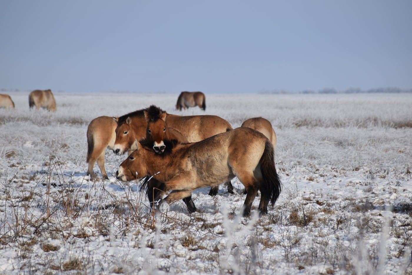 Lenyűgöző fotósorozat mutatja be a pentezugi vadlórezervátum téli életét
