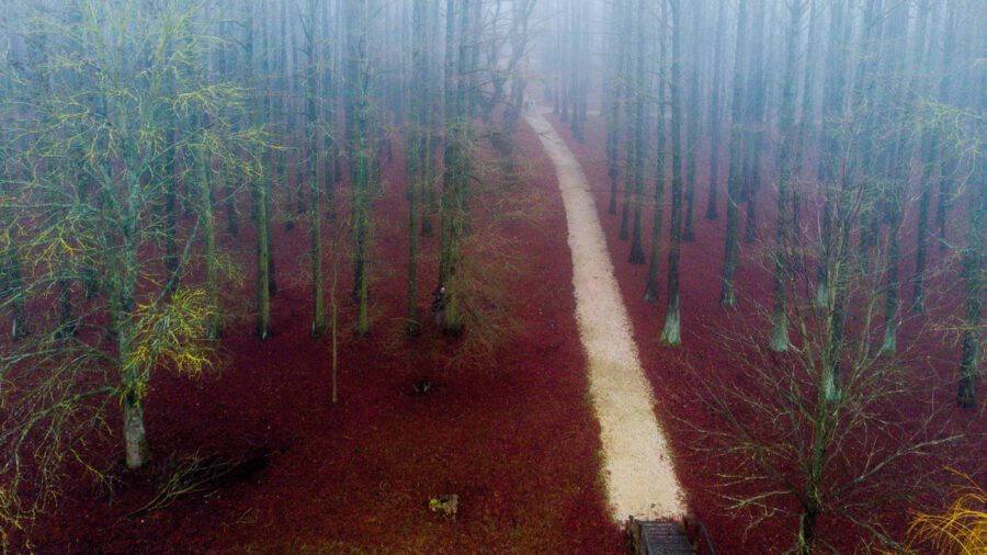Káprázatos látványt nyújt a Tiszaigari Arborétum mocsárciprus erdeje