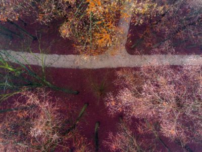 Káprázatos látványt nyújt a Tiszaigari Arborétum mocsárciprus erdeje
