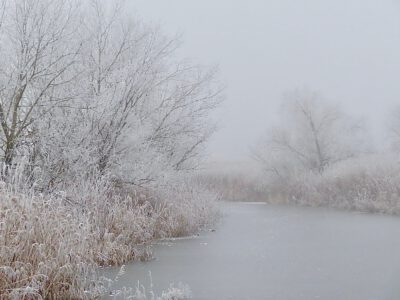 Téli fotókon a Nádirigó tanösvény, a Holt-Tisza sétánya Tiszakécskénél