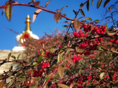Becskei sztúpa: buddhista szentély a Cserhát dombjai között