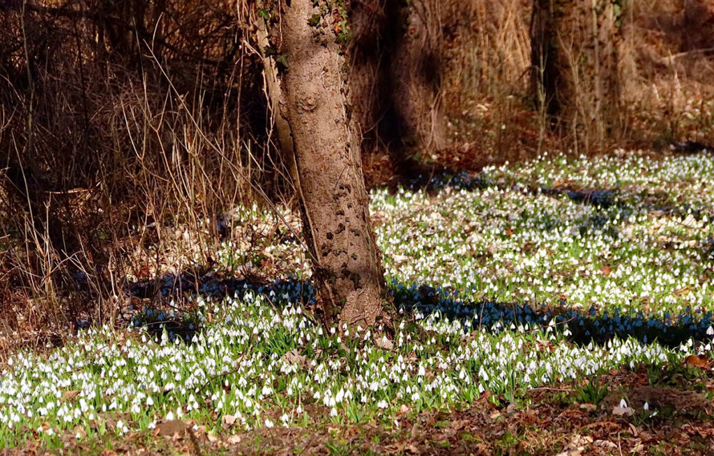 Fehérben pompázik a hóvirágtól az Alcsúti Arborétum