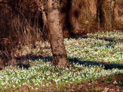 Fehérben pompázik a hóvirágtól az Alcsúti Arborétum
