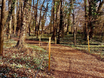 Fehérben pompázik a hóvirágtól az Alcsúti Arborétum