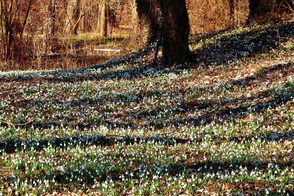 Fehérben pompázik a hóvirágtól az Alcsúti Arborétum