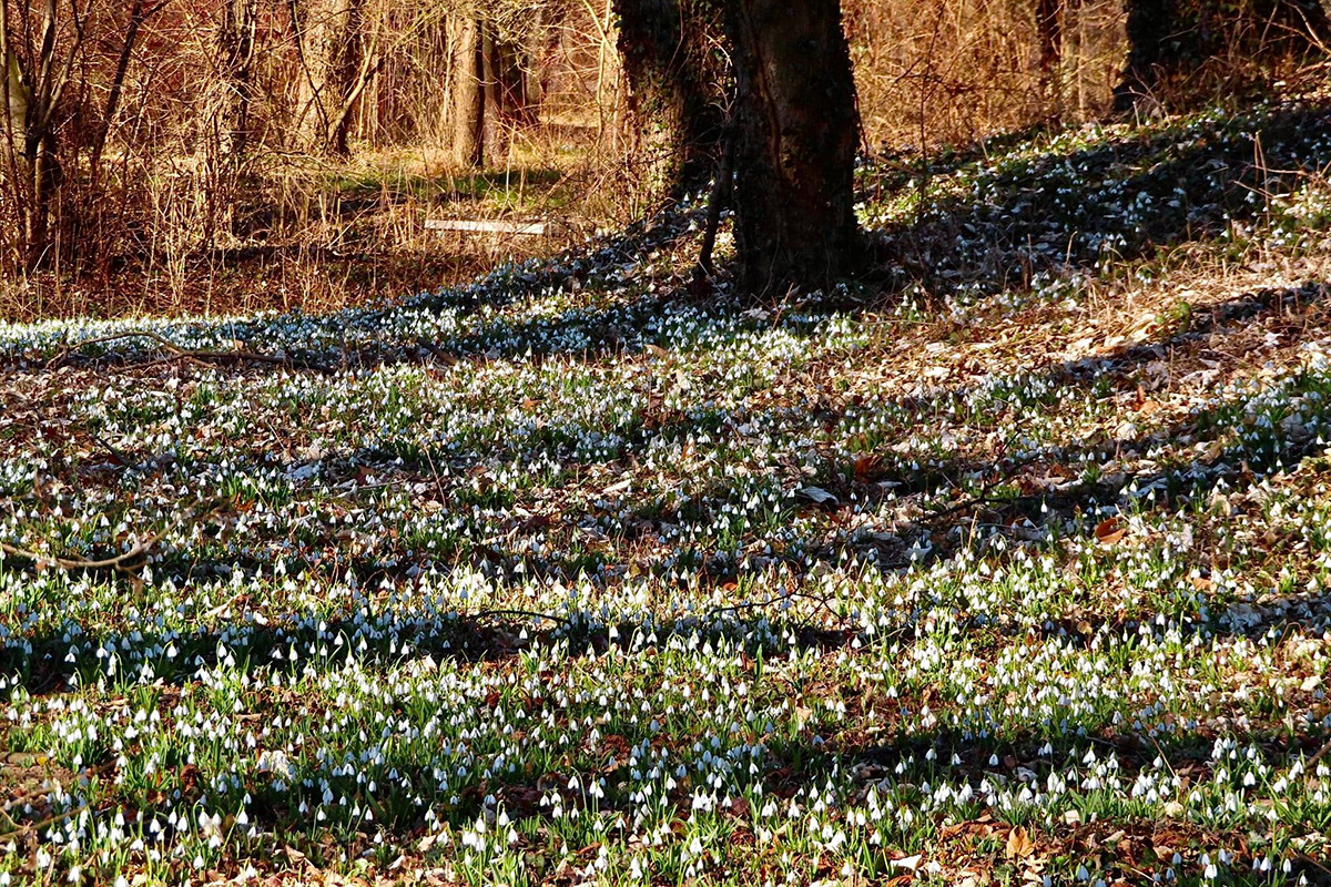 Fehérben pompázik a hóvirágtól az Alcsúti Arborétum