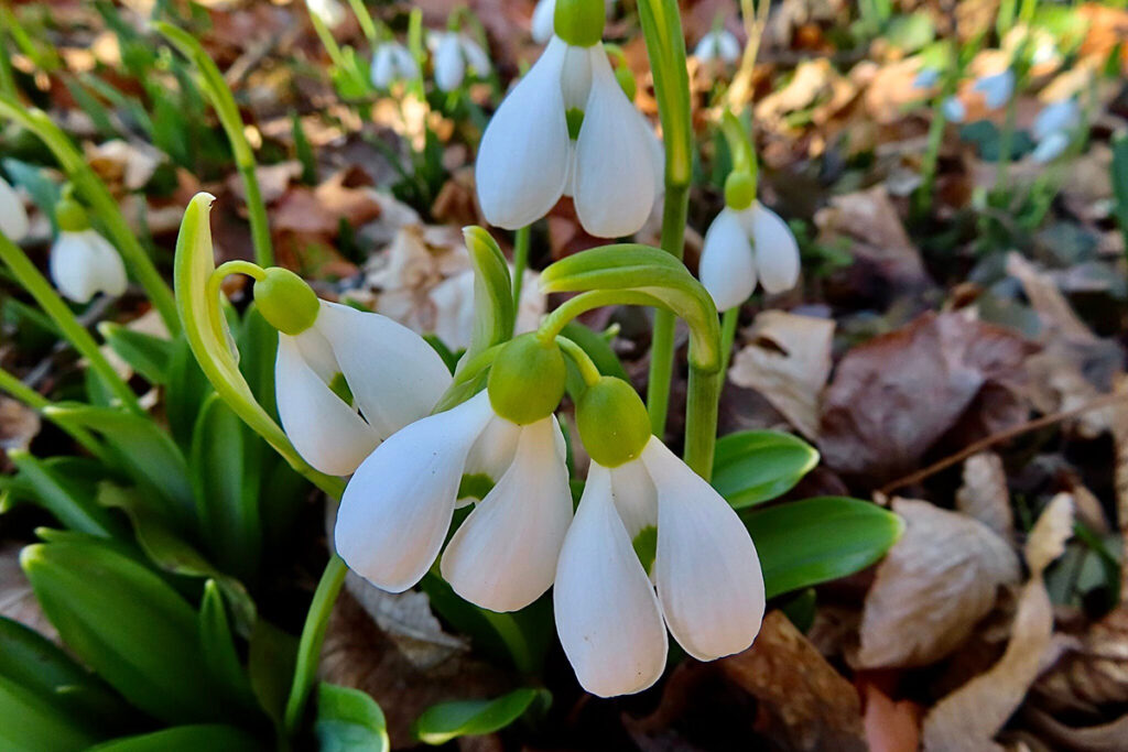 Fehérben pompázik a hóvirágtól az Alcsúti Arborétum