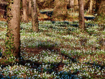 Fehérben pompázik a hóvirágtól az Alcsúti Arborétum