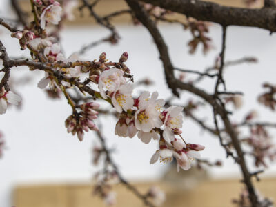 Virágzik Pécsen a 2019-ben Európa legszebbjének választott Havihegyi mandulafa