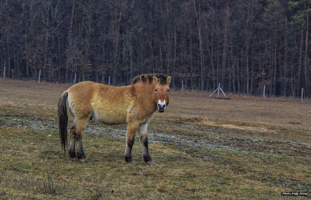 Pityerszeri skanzen, az Őrség ékszerdoboza