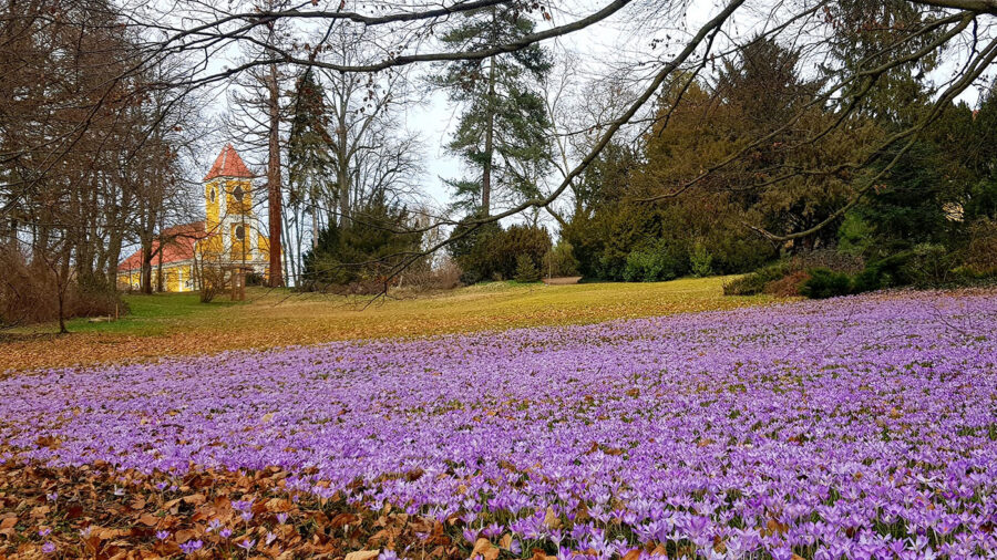 Tematikus programok, színes rendezvények a hazai botanikus kertekben és arborétumokban
