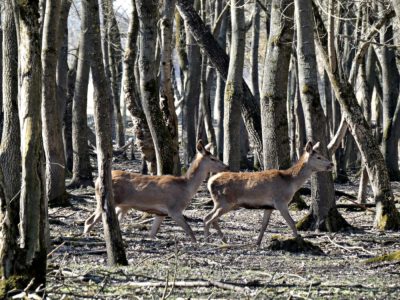Sárvíz-völgye Ökoturisztikai Központ, a vadvízország szívének gyöngyszeme