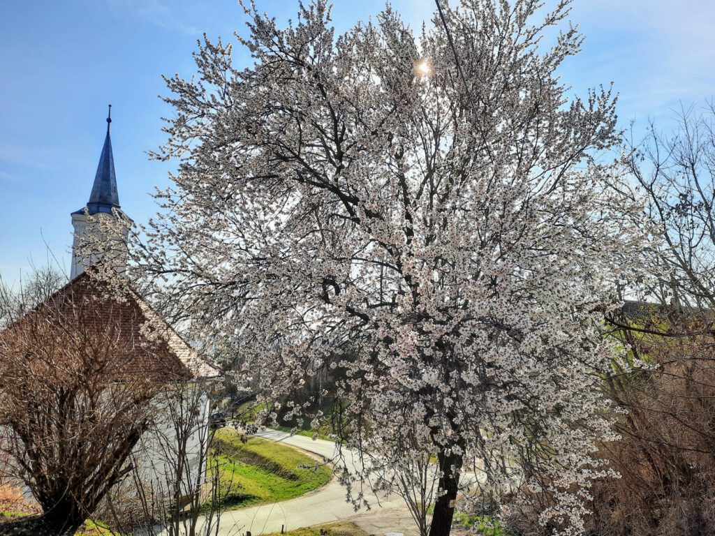 Csodabogyó tanösvény a máriagyűdi templomtól a Tenkes-hegy tetejére