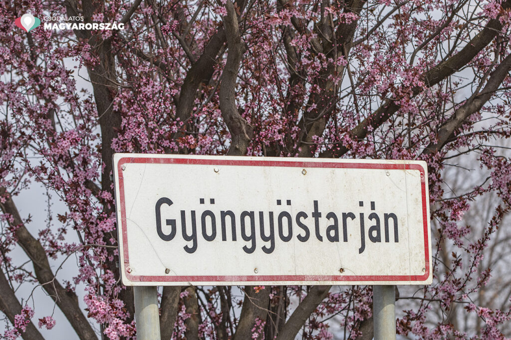 Páratlan látvány a Gyöngyöstarjánba vezető út mentén virágzó vérszilva-fasor