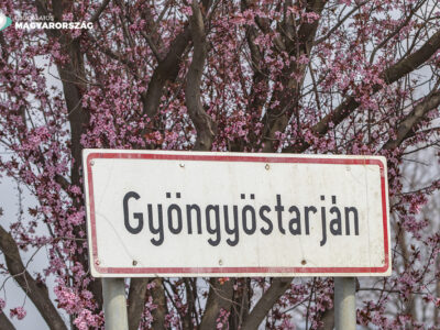 Páratlan látvány a Gyöngyöstarjánba vezető út mentén virágzó vérszilva-fasor