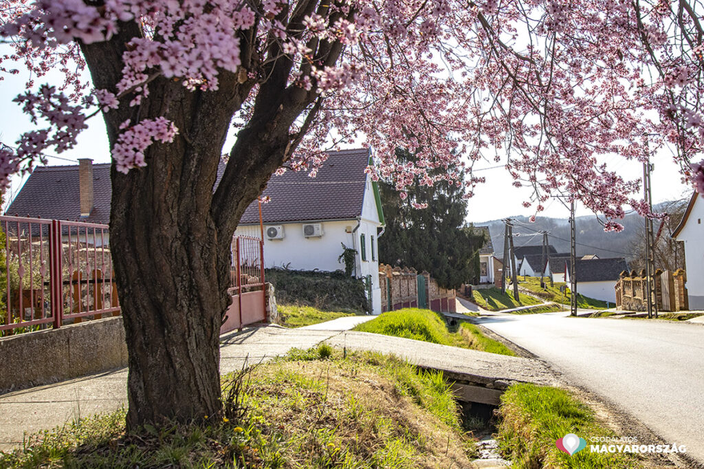 Tavaszi pompában Palkonya, a Villányi borvidék legbűbájosabb faluja