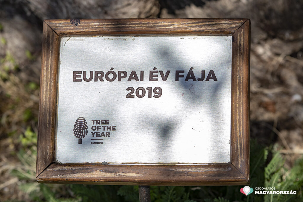 Szirmait bontja a pécsi Havihegyen Európa legszebb mandulafája